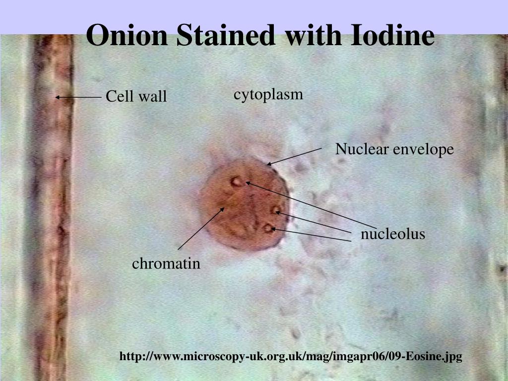 Onion Epidermal Cell Stained With Iodine