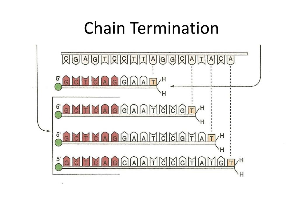 PPT DNA Sequencing and Microarrays PowerPoint Presentation, free download ID416665