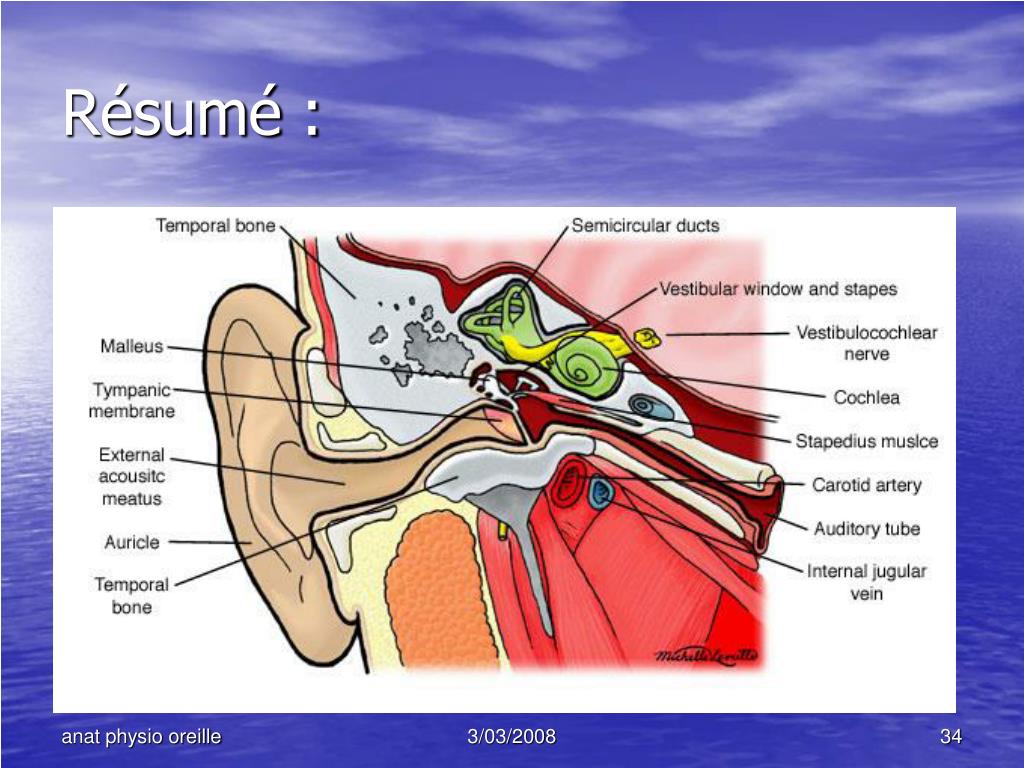 PPT Anatomie et physiologie de l’oreille PowerPoint Presentation, free download ID417154