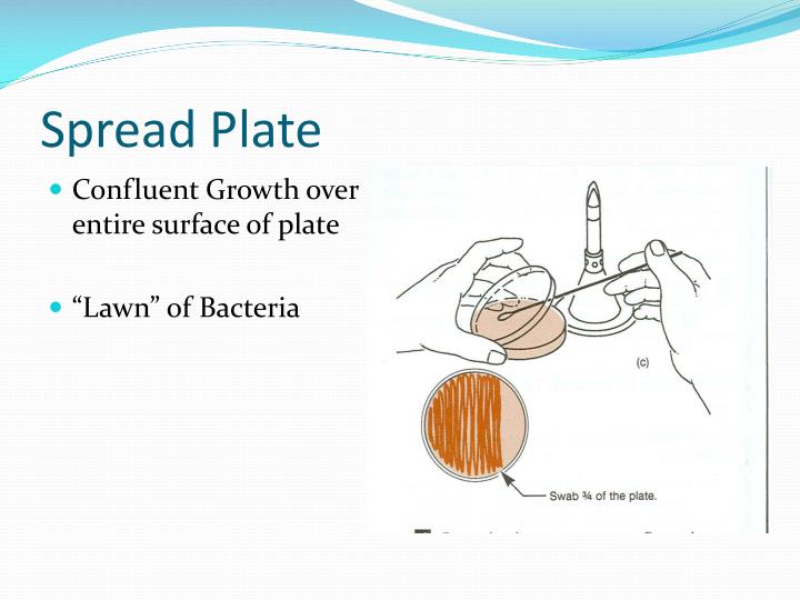 PPT Ex. 13 Streak Plate and Spread Plate PowerPoint Presentation ID