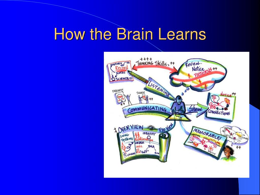 PPT How the Brain Learns PowerPoint Presentation, free download ID