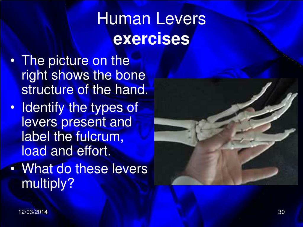 PPT Levers in the Human Body PowerPoint Presentation, free download