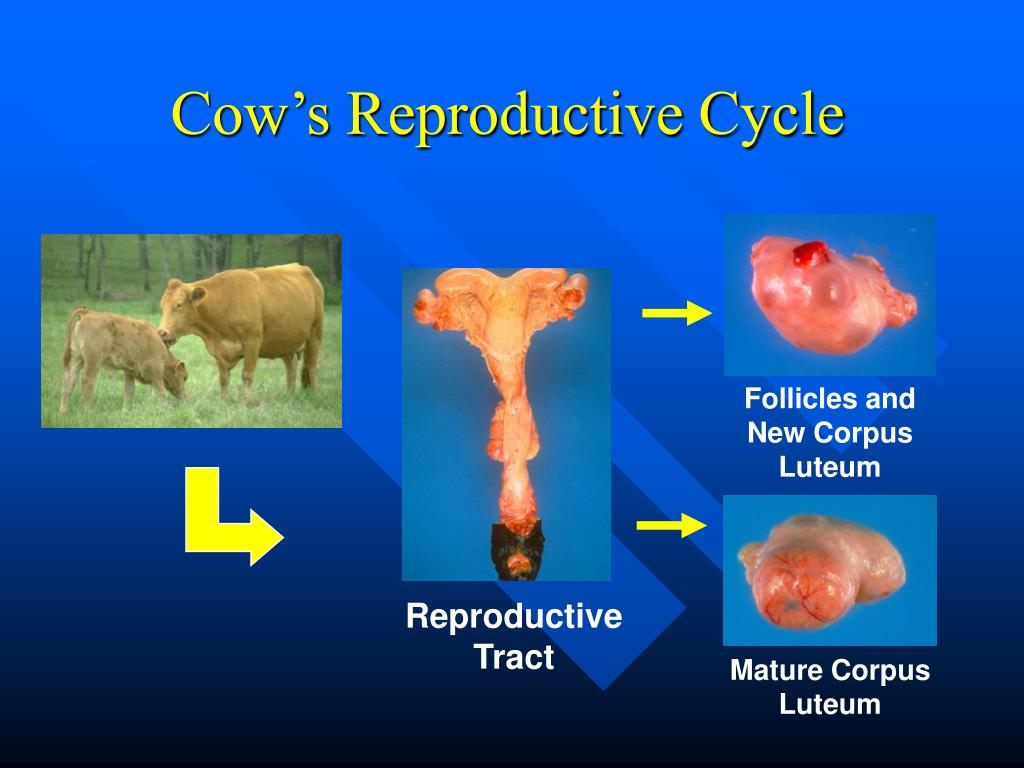 PPT Cattle Reproduction PowerPoint Presentation, free download ID