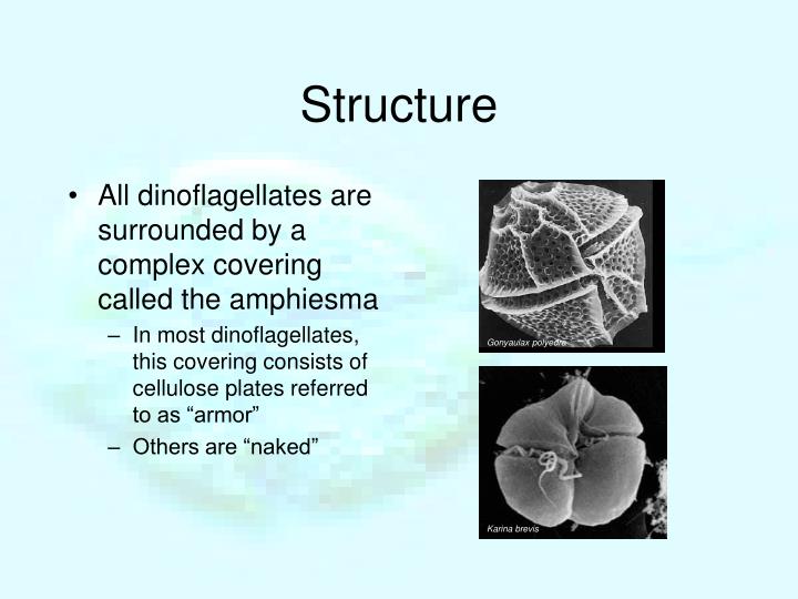 PPT Dinoflagellates PowerPoint Presentation ID424078