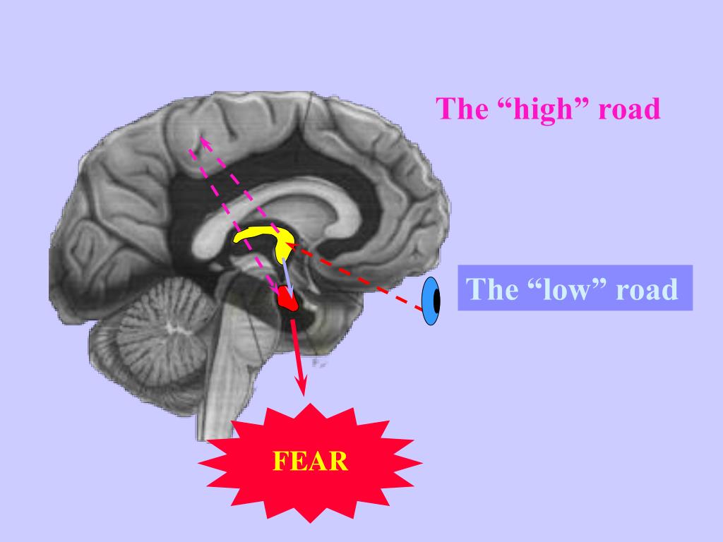 PPT Cortex PowerPoint Presentation, free download ID424749