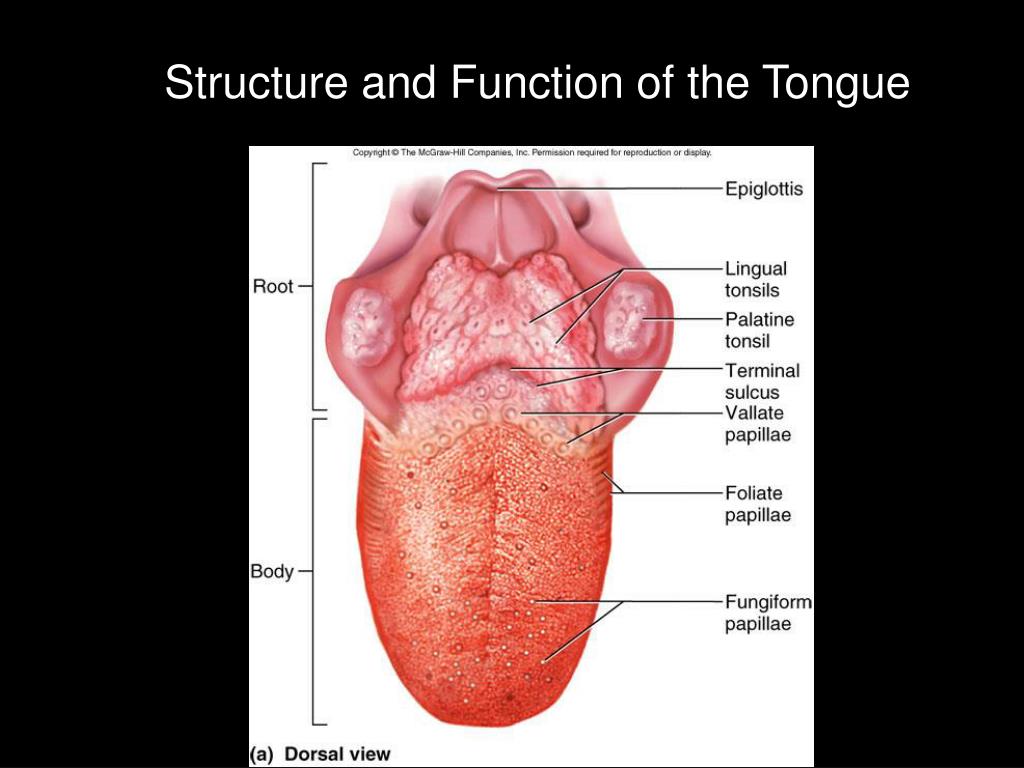 Structure des langues (La): Hagège, Claude: 9782130608974:.