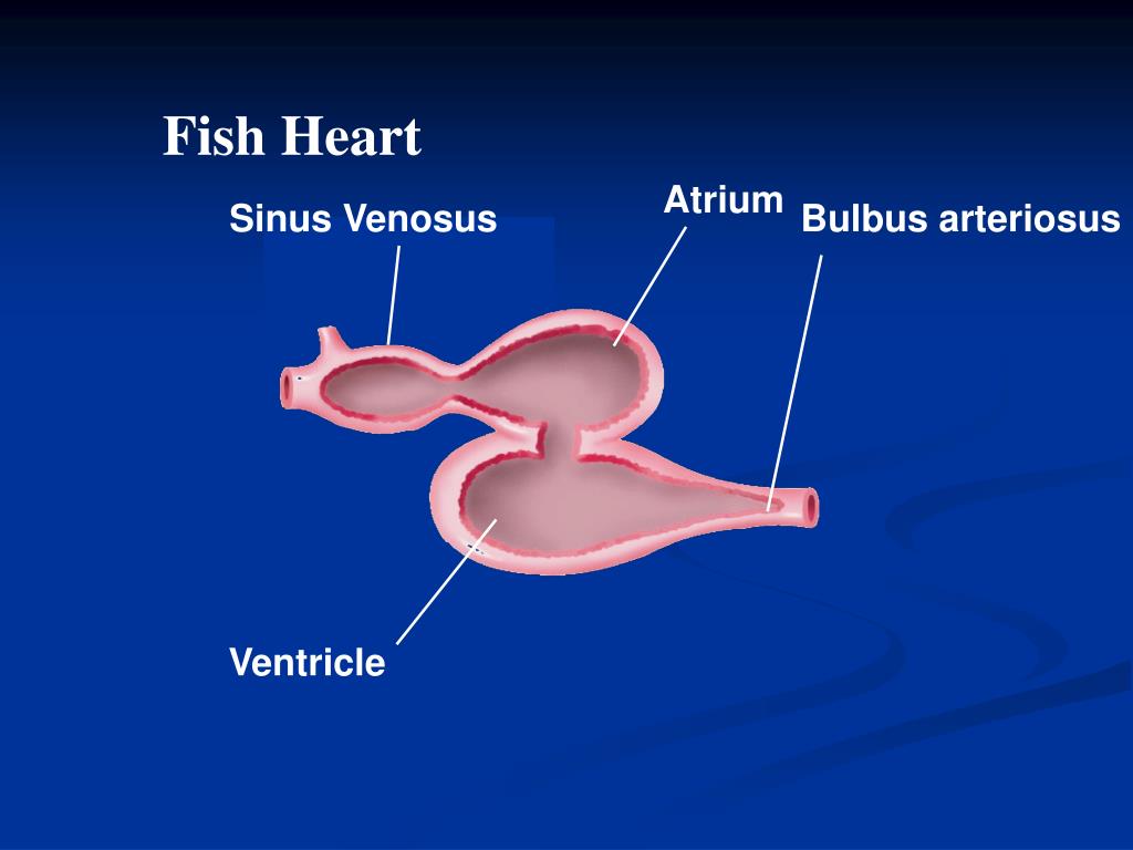 PPT PHYLUM CHORDATA PowerPoint Presentation, free download ID425102