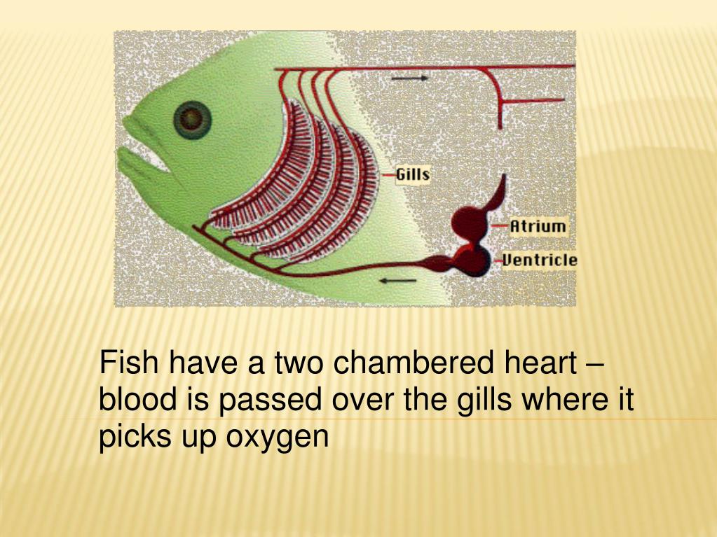 PPT Chordates and Fish PowerPoint Presentation, free download ID425268