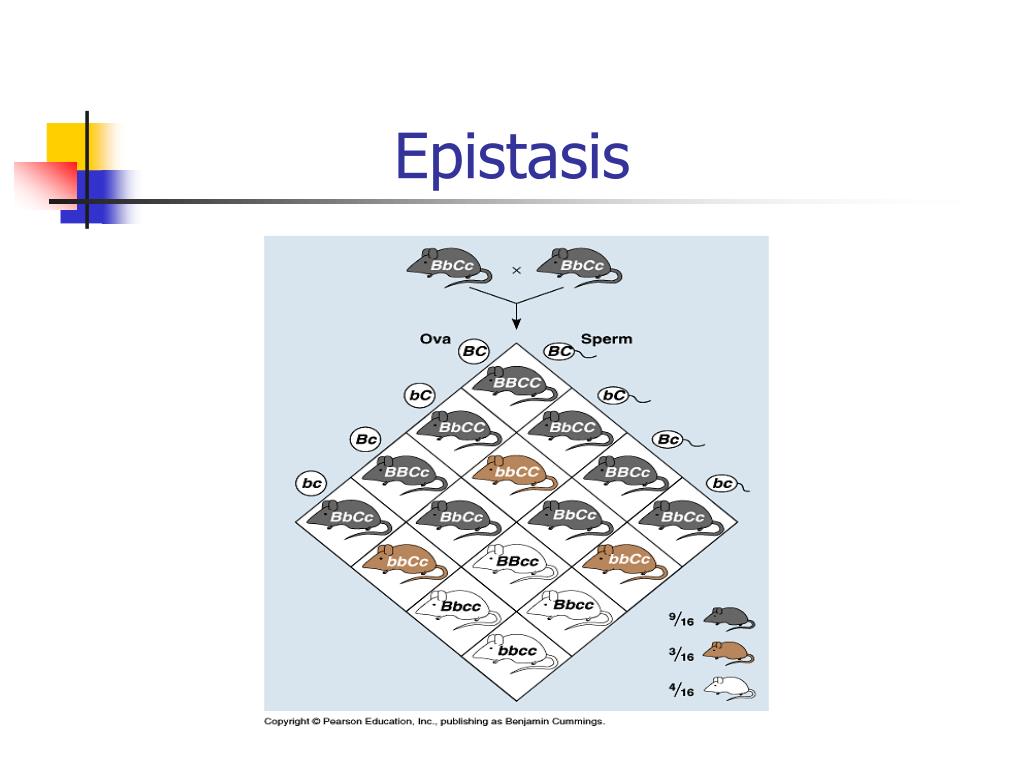 PPT Epistasis PowerPoint Presentation ID425593