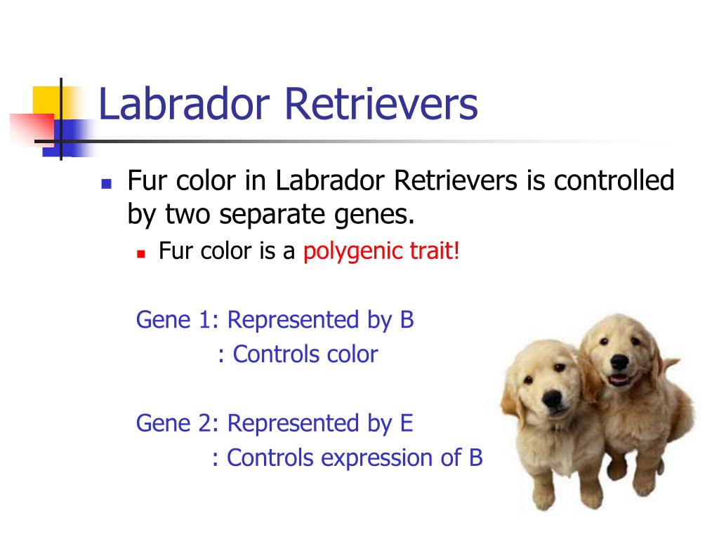 PPT Epistasis PowerPoint Presentation, free download ID425593