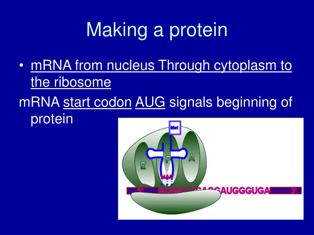 PPT Translation (Protein Synthesis) PowerPoint Presentation, free
