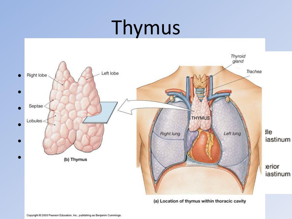 PPT Thymus and Thymoma PowerPoint Presentation, free download ID429921
