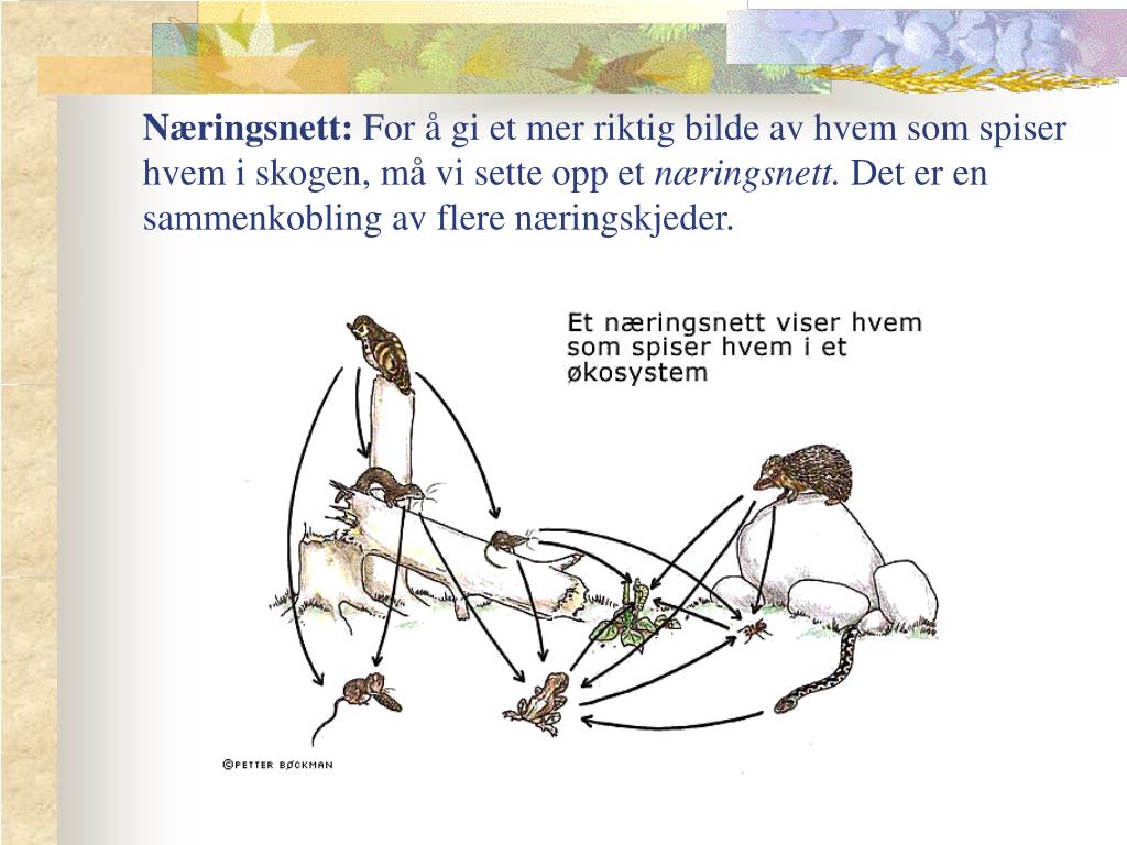 PPT Hva er et økosystem? PowerPoint Presentation ID430927