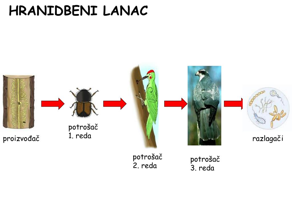 PPT HRANIDBENI ODNOSI I PRIRODNA RAVNOTEŽA U ŠUMI PowerPoint