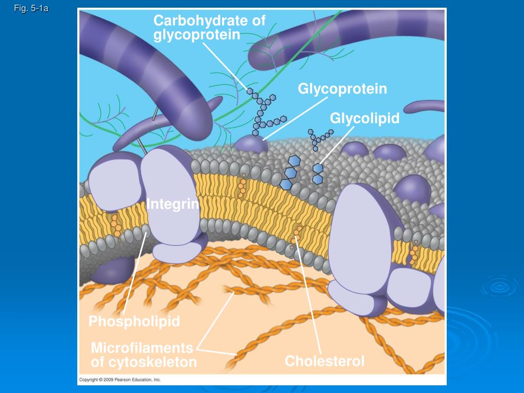 PPT Membrane Structure and Function PowerPoint Presentation, free