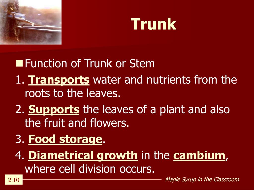 PPT Lesson 2 Tree Anatomy PowerPoint Presentation, free download ID433938