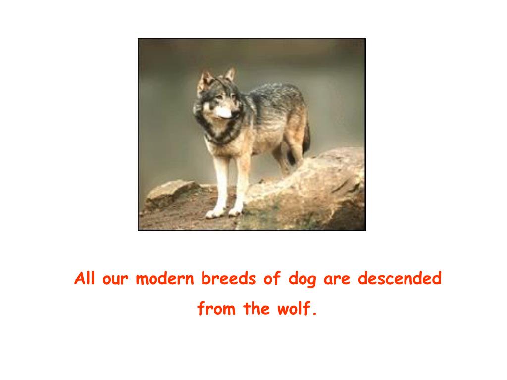 PPT All our modern breeds of dog are descended from the wolf