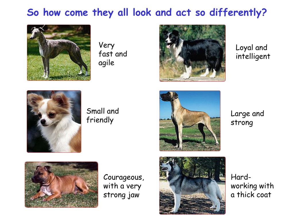 PPT All our modern breeds of dog are descended from the wolf