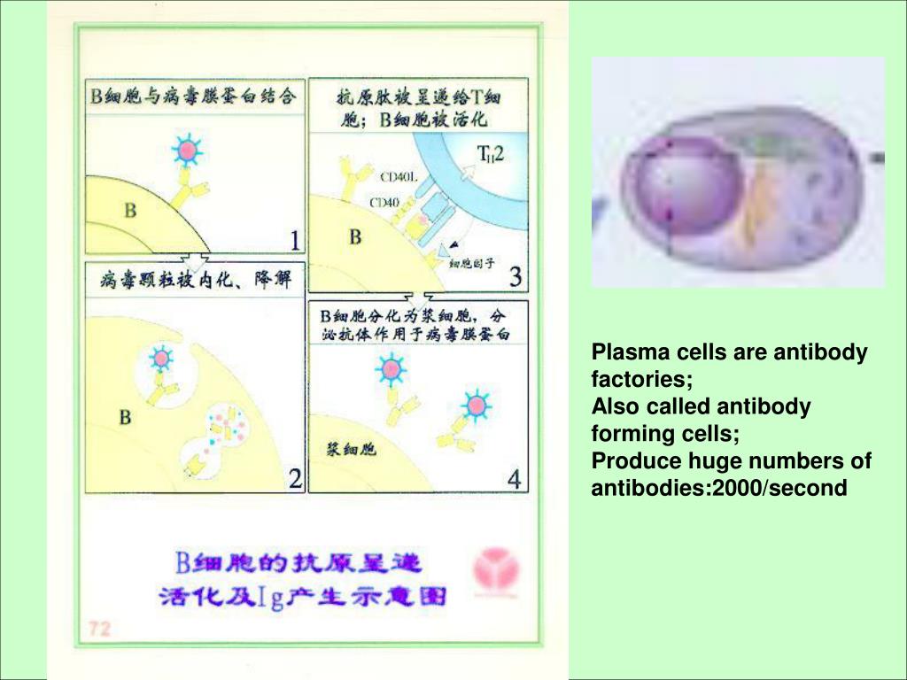 PPT Chapter 15 B cell mediated immune response PowerPoint