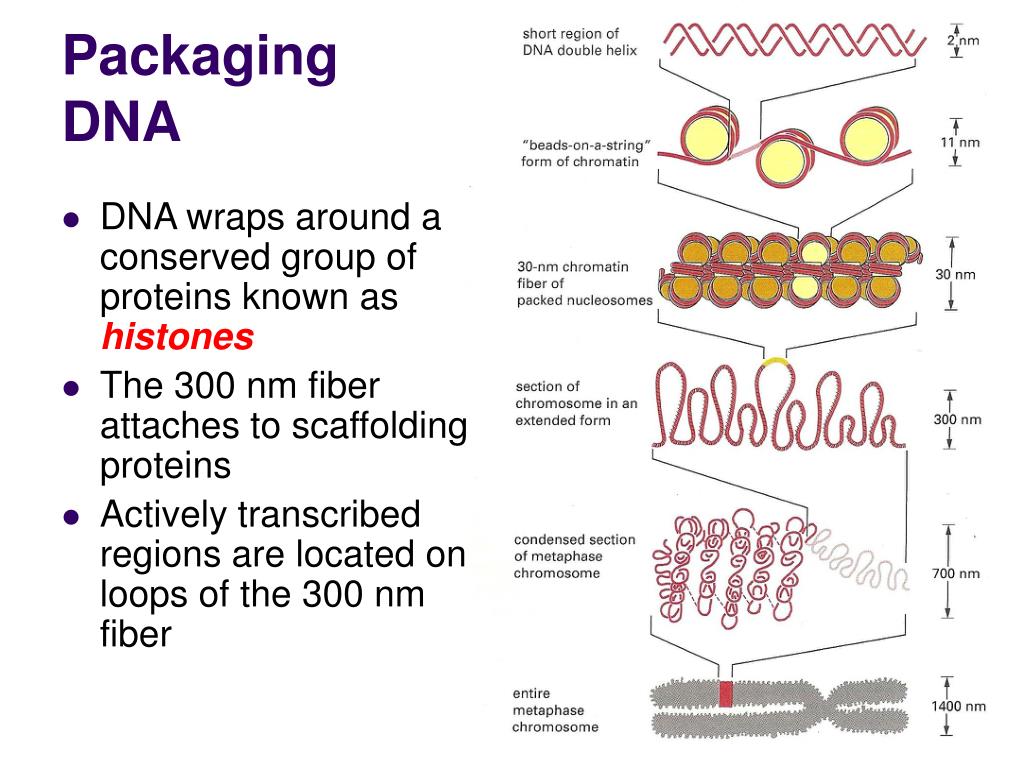 PPT Chromosome Packaging, The Cell Cycle, Mitosis, & Cancer PowerPoint Presentation ID436387