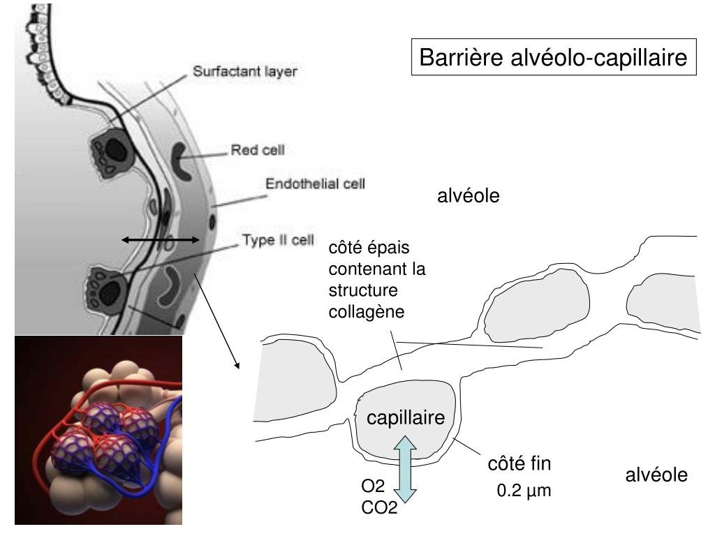 PPT Oe dème pulmonaire en réanimation de la physiopathologie à la