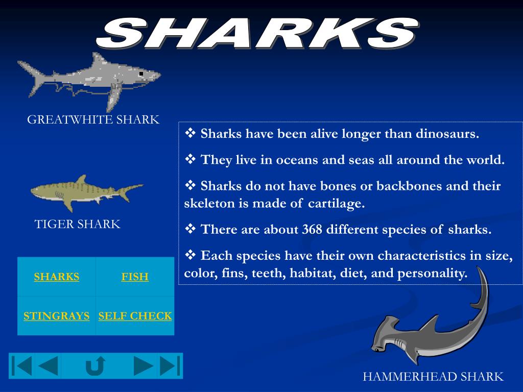 PPT Ocean Life PowerPoint Presentation, free download ID43667