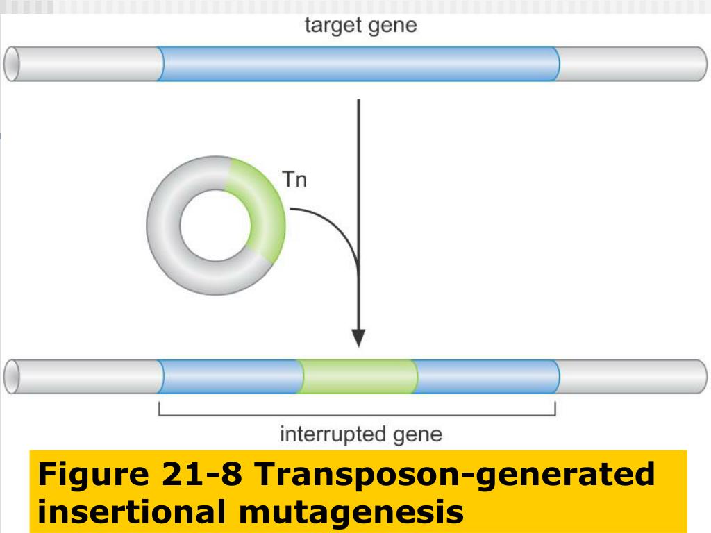 PPT Each of You to My Molecular Biology Class PowerPoint