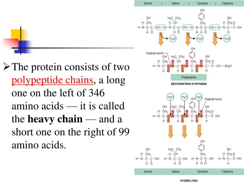 PPT PROTEINS PowerPoint Presentation, free download ID437046