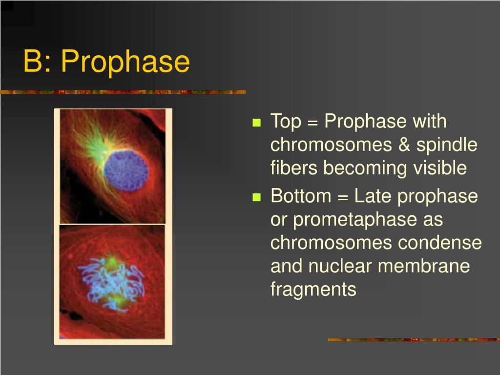 PPT Unit III Cell Cycle PowerPoint Presentation, free download ID