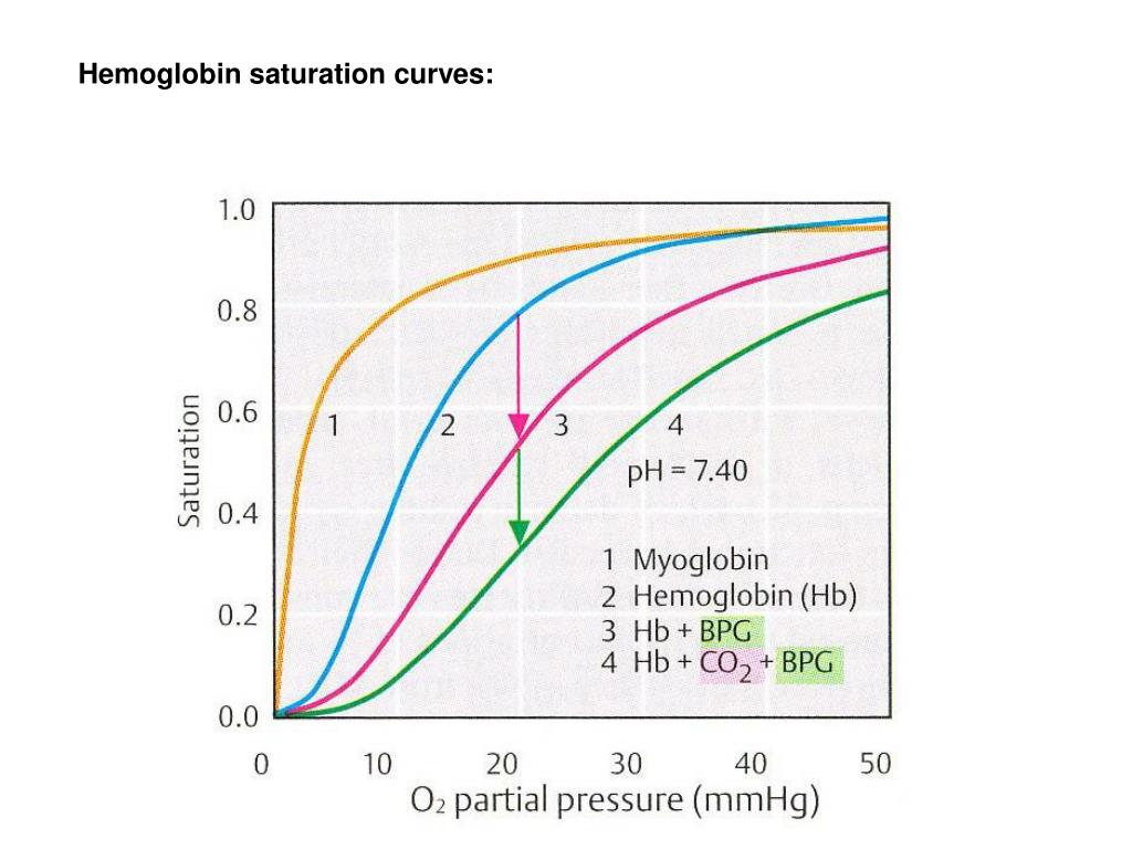 PPT Erythrocyte metabolism PowerPoint Presentation ID437394