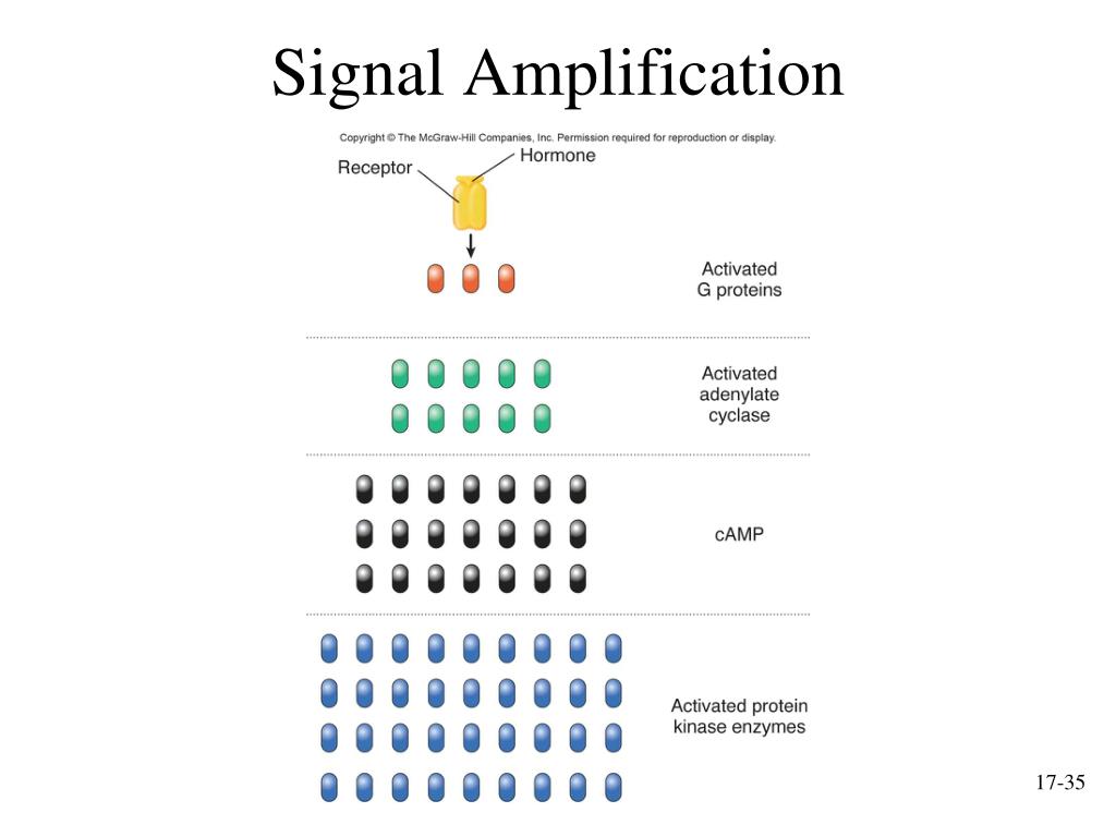 PPT Endocrine System PowerPoint Presentation, free download ID437550