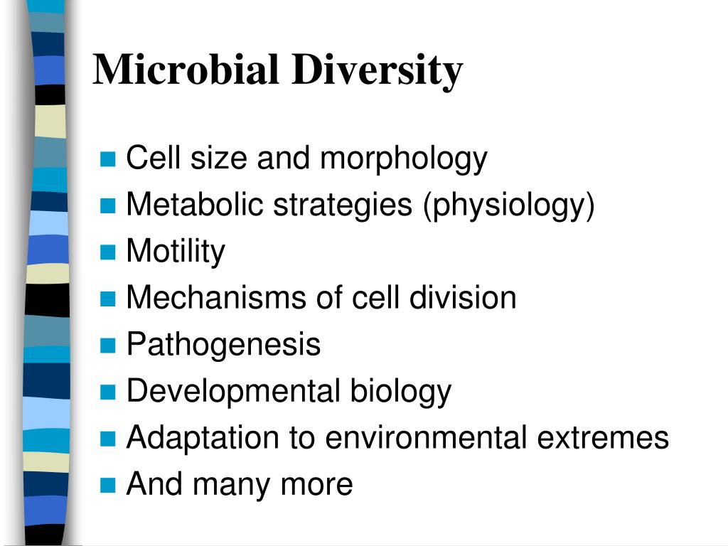 PPT An Overview of Microbial Life PowerPoint Presentation, free