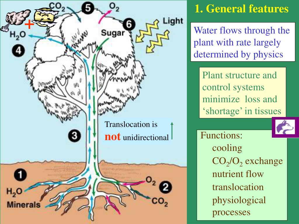 PPT Water uptake, water transport and transpiration PowerPoint