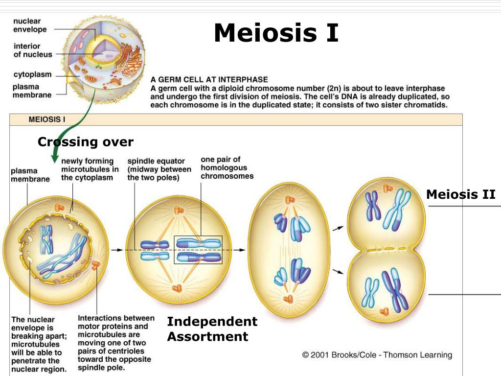 PPT Cell division mitosis and meiosis PowerPoint Presentation, free