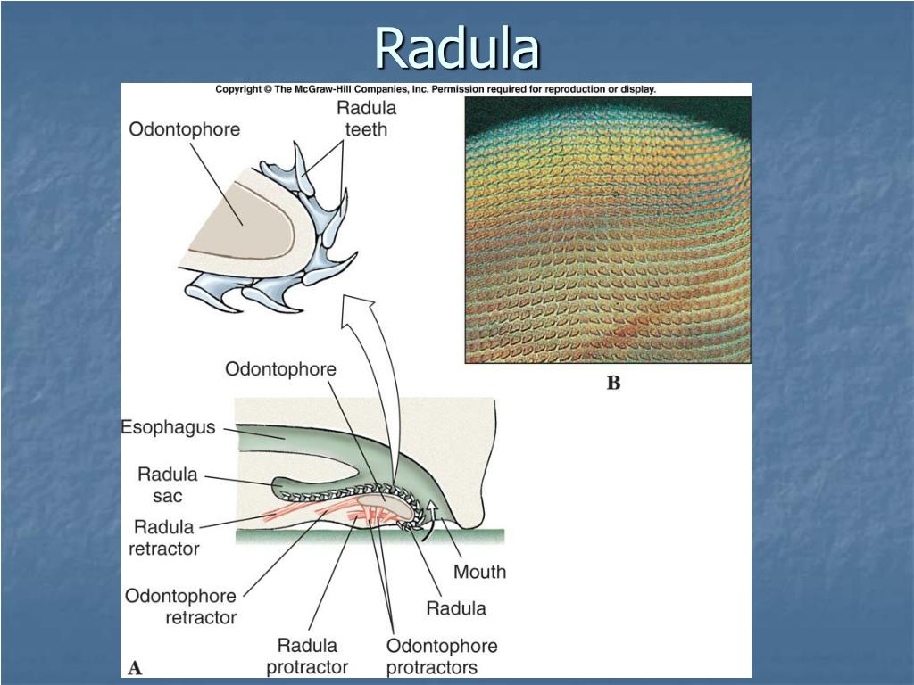 PPT Phylum Mollusca PowerPoint Presentation, free download ID441075
