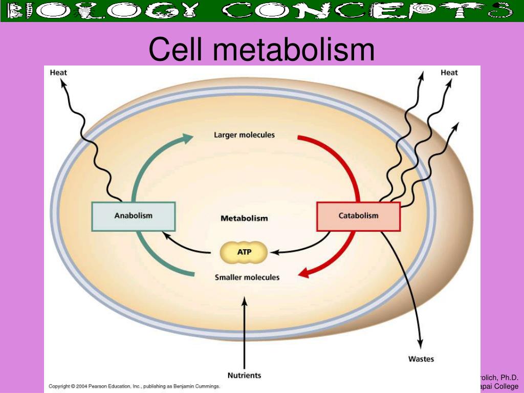 PPT Cell Metabolism and Mitosis PowerPoint Presentation, free