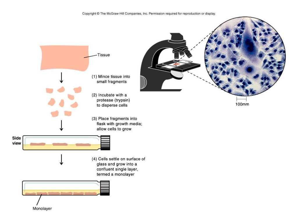 PPT Virology PowerPoint Presentation, free download ID441407