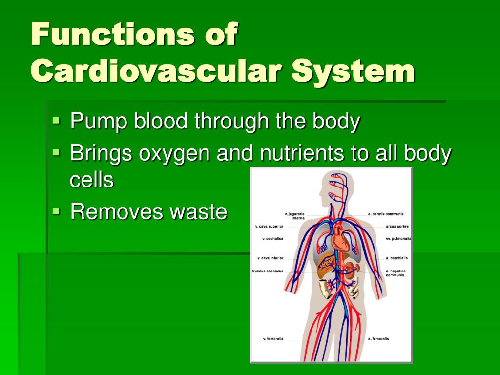 PPT The Cardiovascular System PowerPoint Presentation, free download
