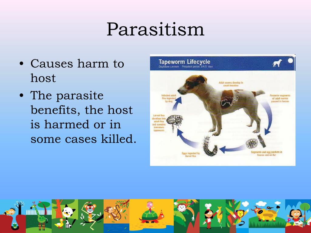 PPT Relationships in Nature PowerPoint Presentation, free download