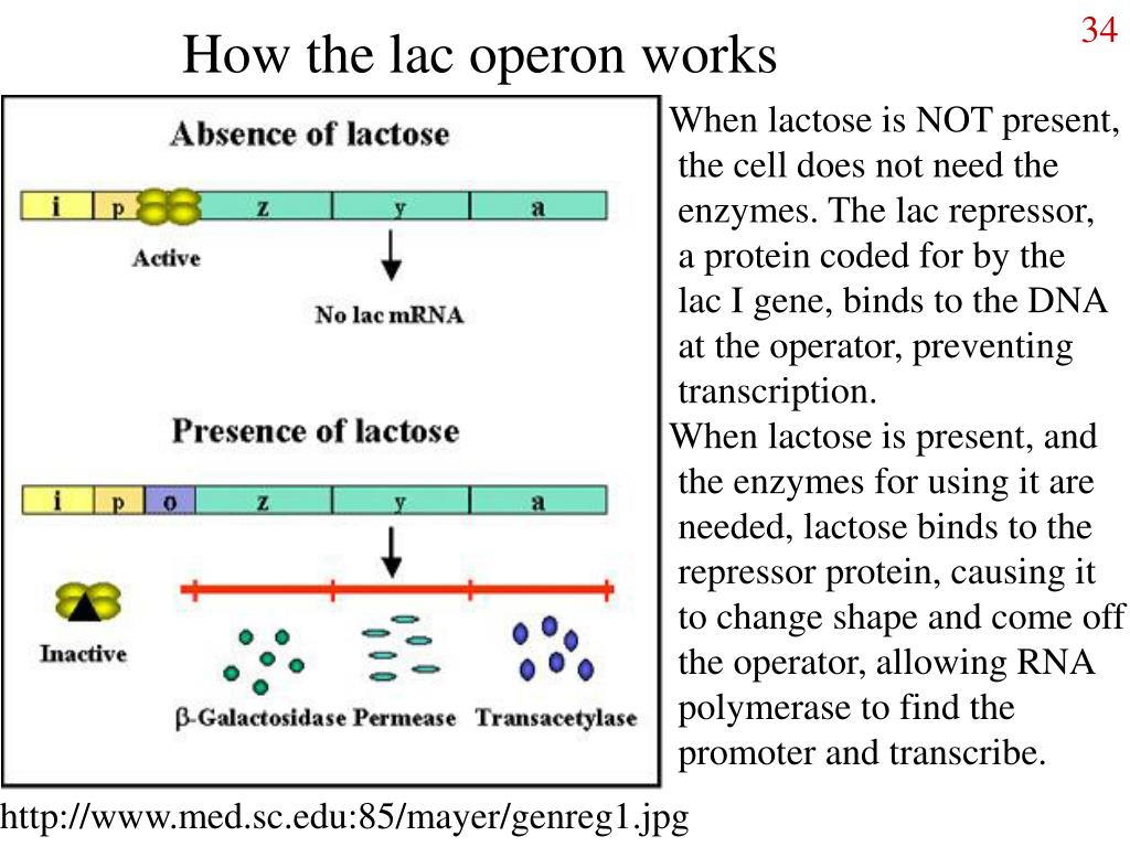 PPT All living things have a molecule PowerPoint Presentation