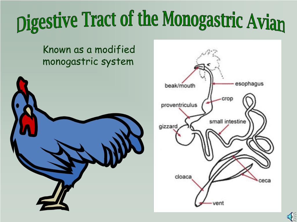 PPT The Digestive System PowerPoint Presentation, free download ID