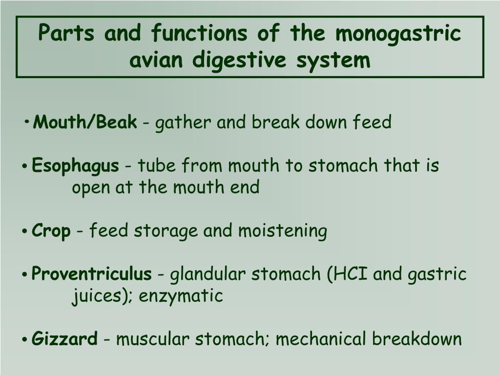 PPT - The Digestive System PowerPoint Presentation, free download - ID