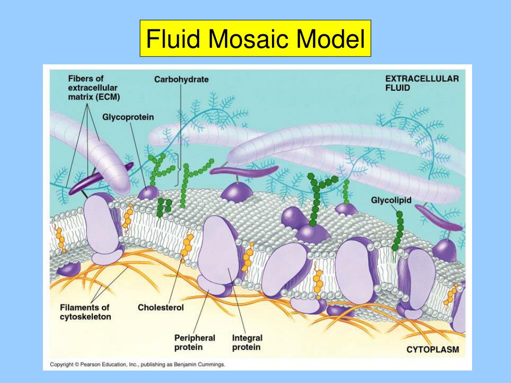 PPT History of Fluid Mosaic Model PowerPoint Presentation, free