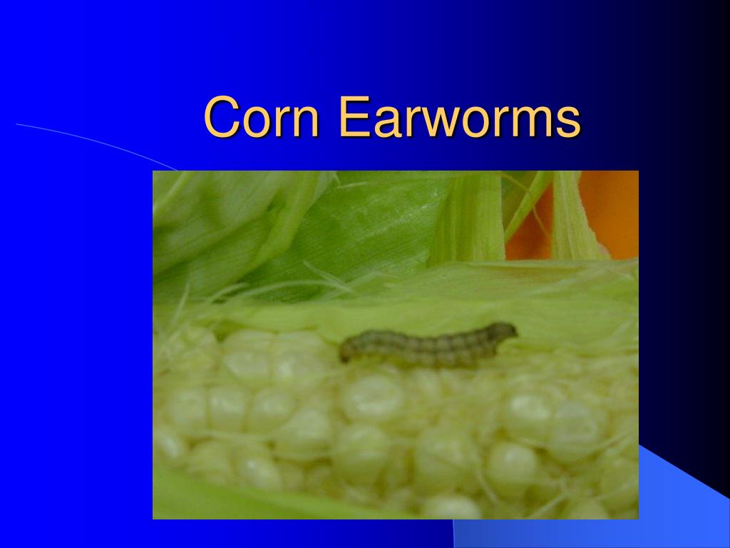PPT Corn Earworms PowerPoint Presentation, free download ID443052