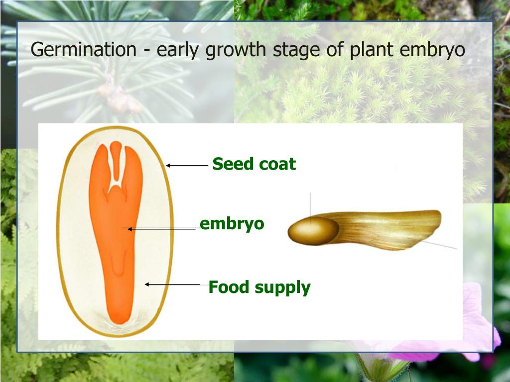 PPT Kingdom Plantae PowerPoint Presentation, free download ID443089