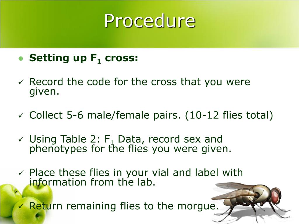 PPT AP Lab 7 of Drosophila (fruit flies) PowerPoint