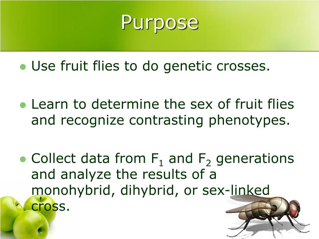PPT AP Lab 7 of Drosophila (fruit flies) PowerPoint Presentation ID443272