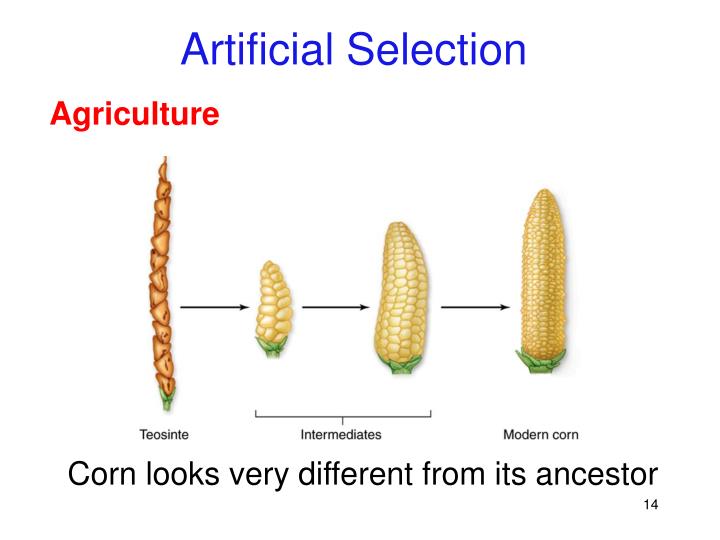 PPT The Evidence for Evolution PowerPoint Presentation ID443334