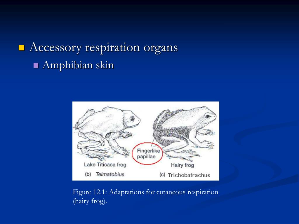 PPT Comparative Anatomy Respiratory System PowerPoint Presentation, free download ID445741