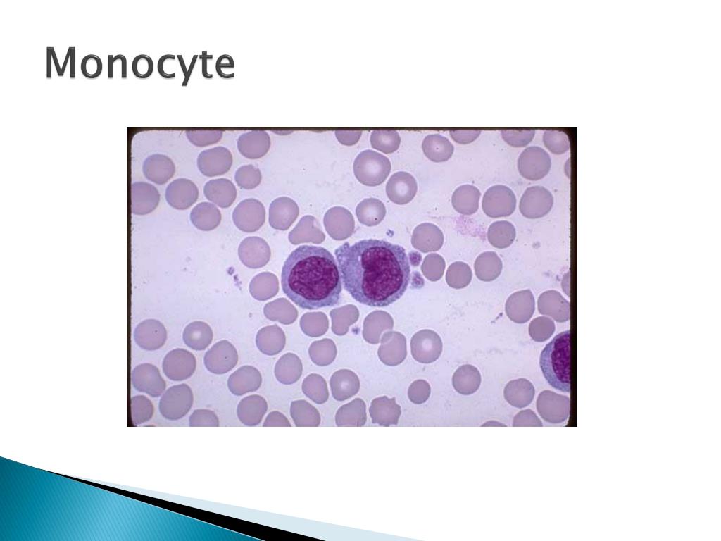 PPT Understanding Lab Studies PowerPoint Presentation, free download